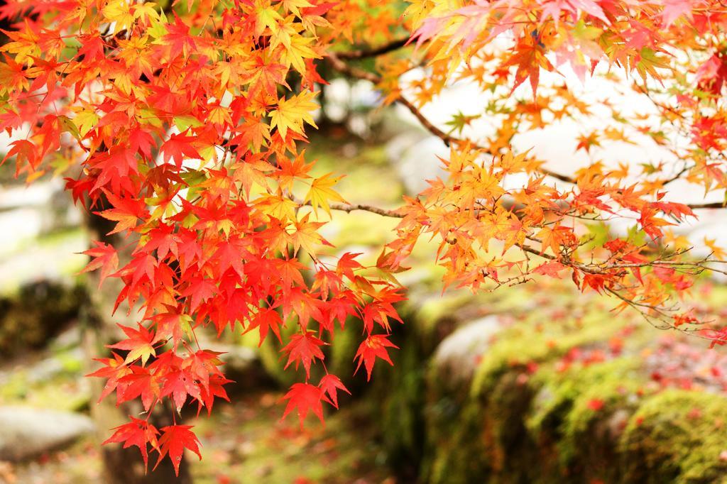 Yutorelo-An Annex Hakone Zewnętrze zdjęcie